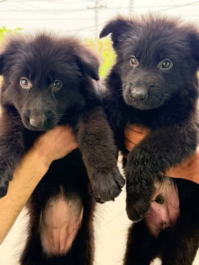 Black german shephard puppies