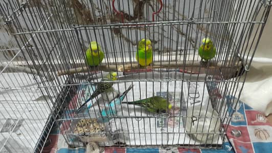 Budgies / Australian parrots for sale