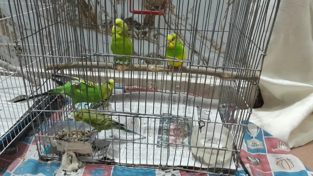 Budgies / Australian parrots for sale — photo 4