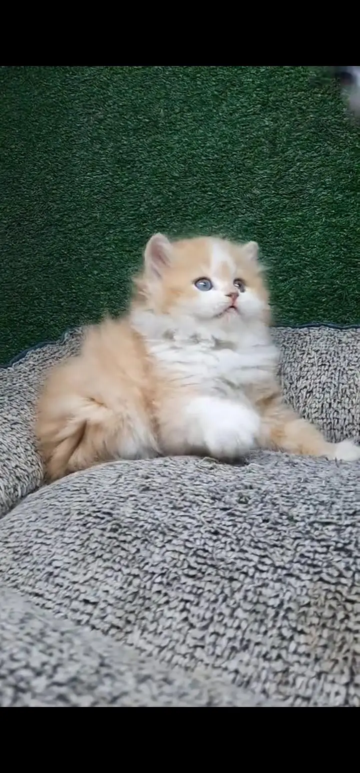 Quality Persian Punch face cat & kittens 03495425573 WhatsApp — photo 2