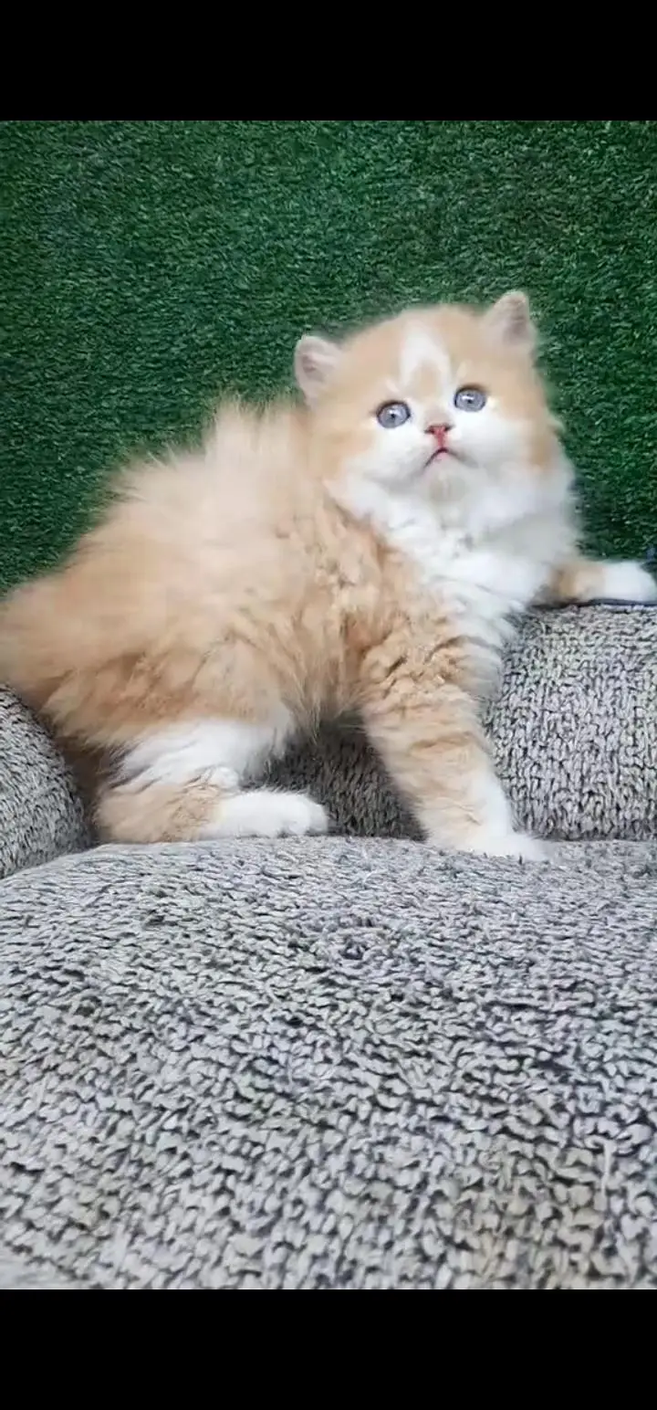 Quality Persian Punch face cat & kittens 03495425573 WhatsApp — photo 3