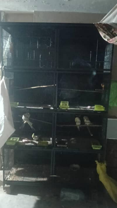 cage and birds