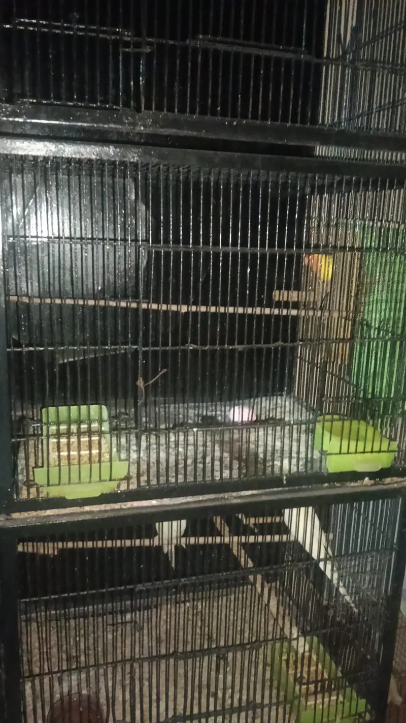 cage and birds — photo 3