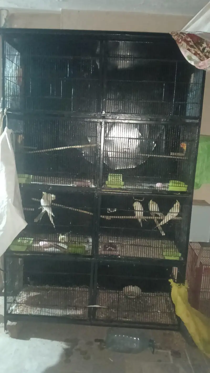 cage and birds — photo 5