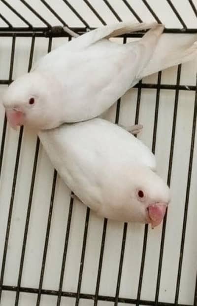 ALBINIO RED EYE