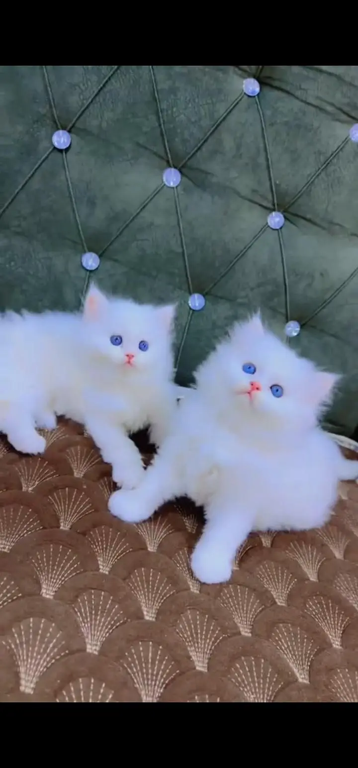 Quality Persian Punch face cat & kittens 03495425573 WhatsApp — photo 2