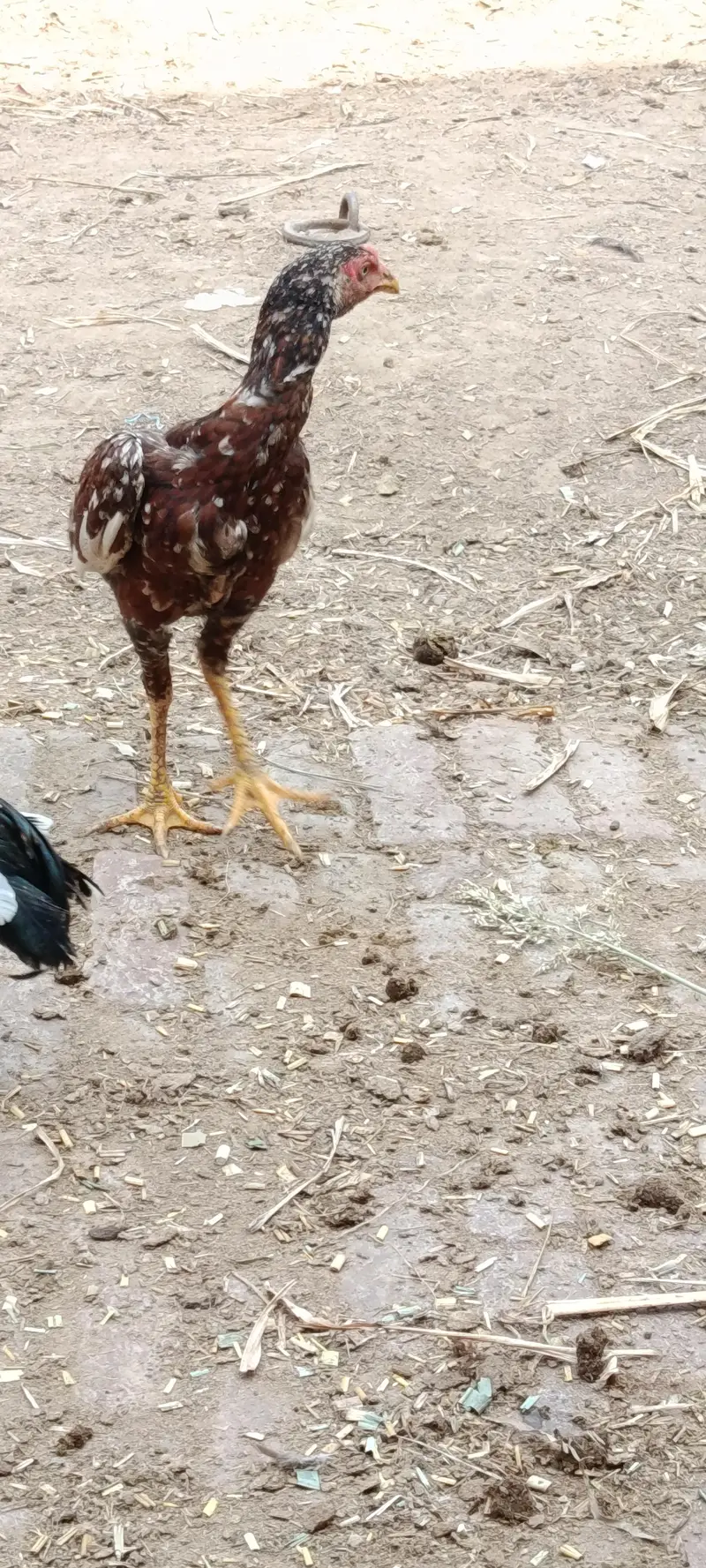 Aseel Male & female — photo 2