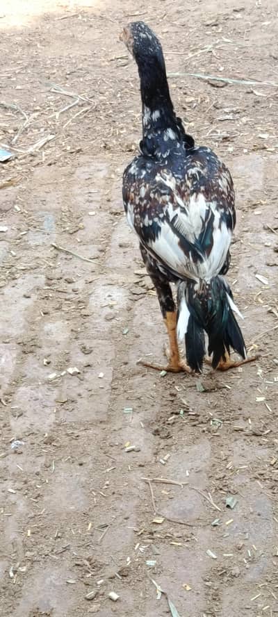 Aseel Male & female