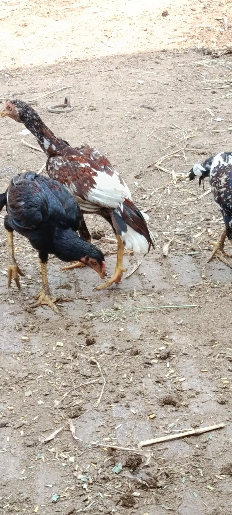 Aseel Male & female — photo 3