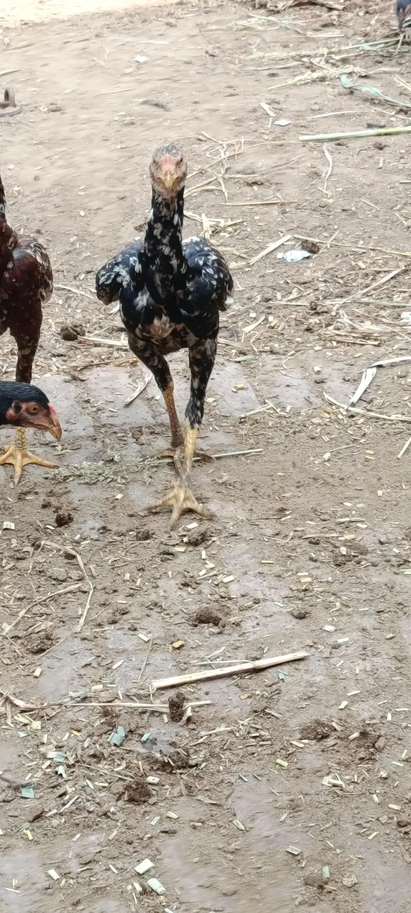 Aseel Male & female — photo 5