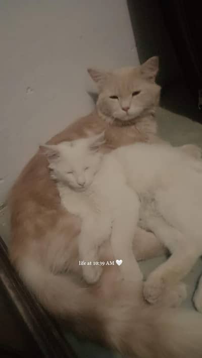 persian cat american