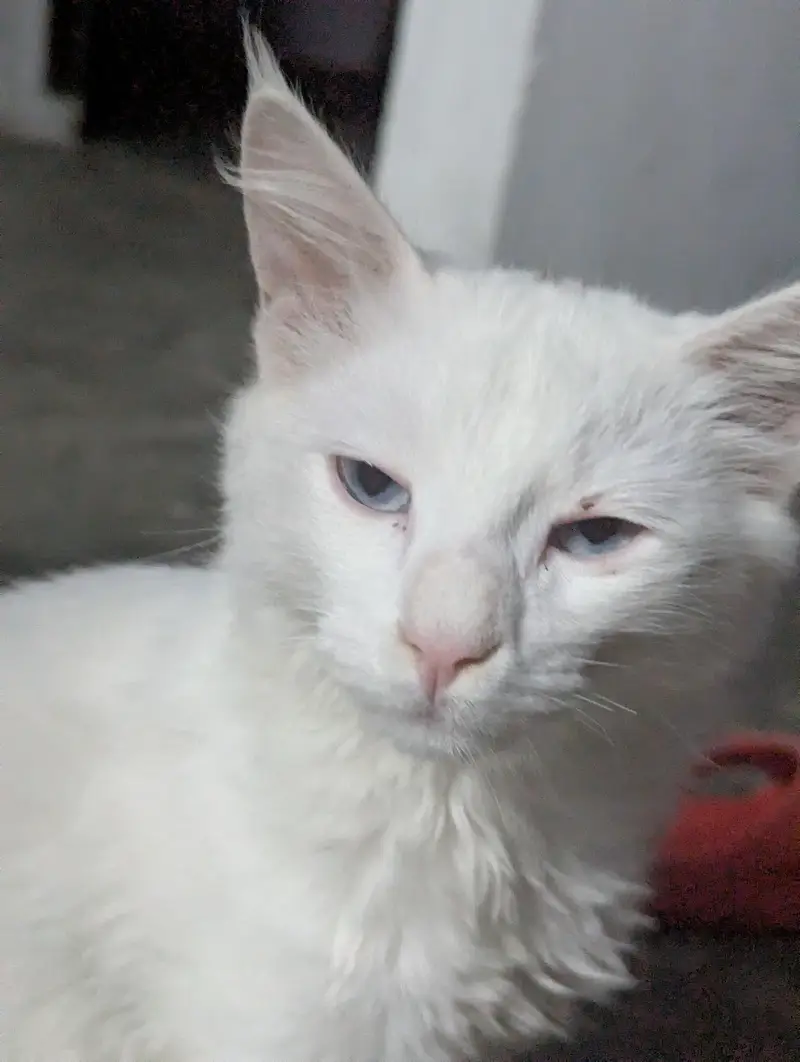 persian cat american — photo 2