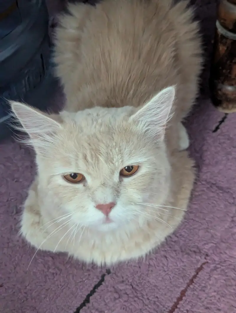 persian cat american — photo 3