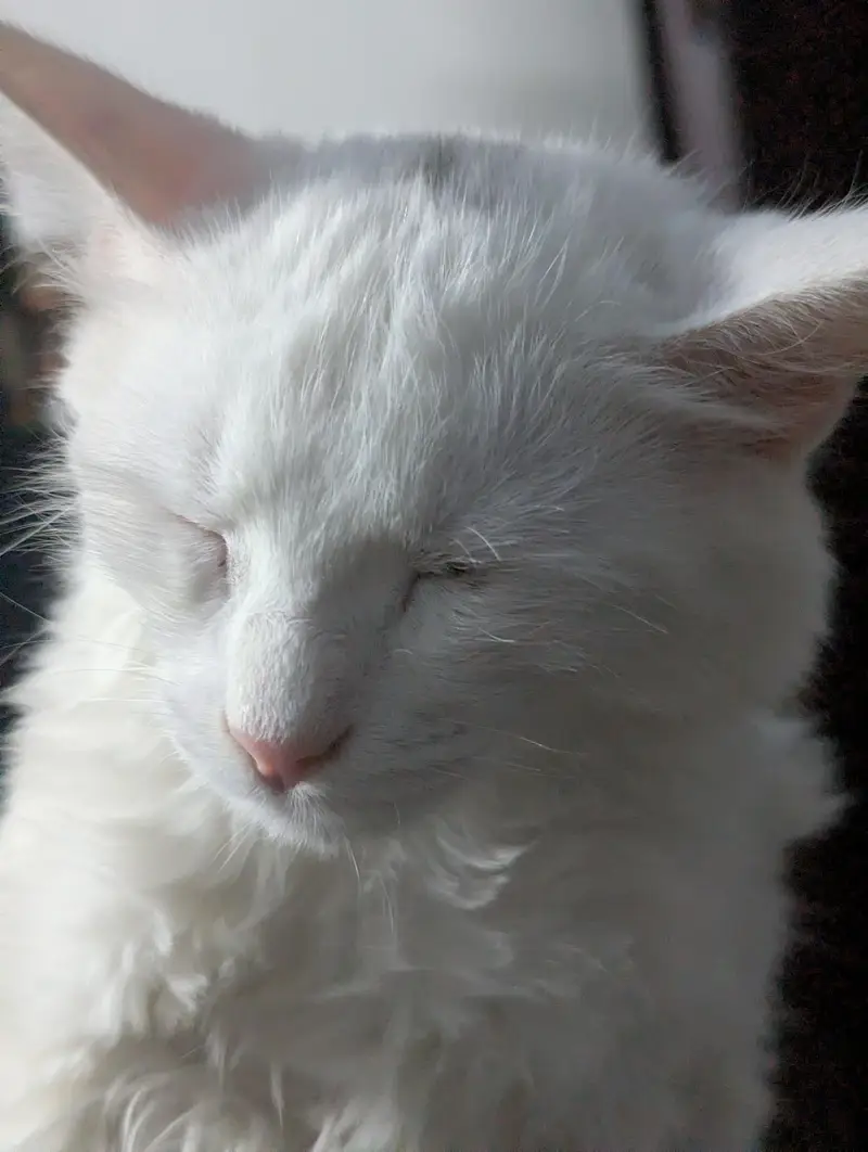 persian cat american — photo 4