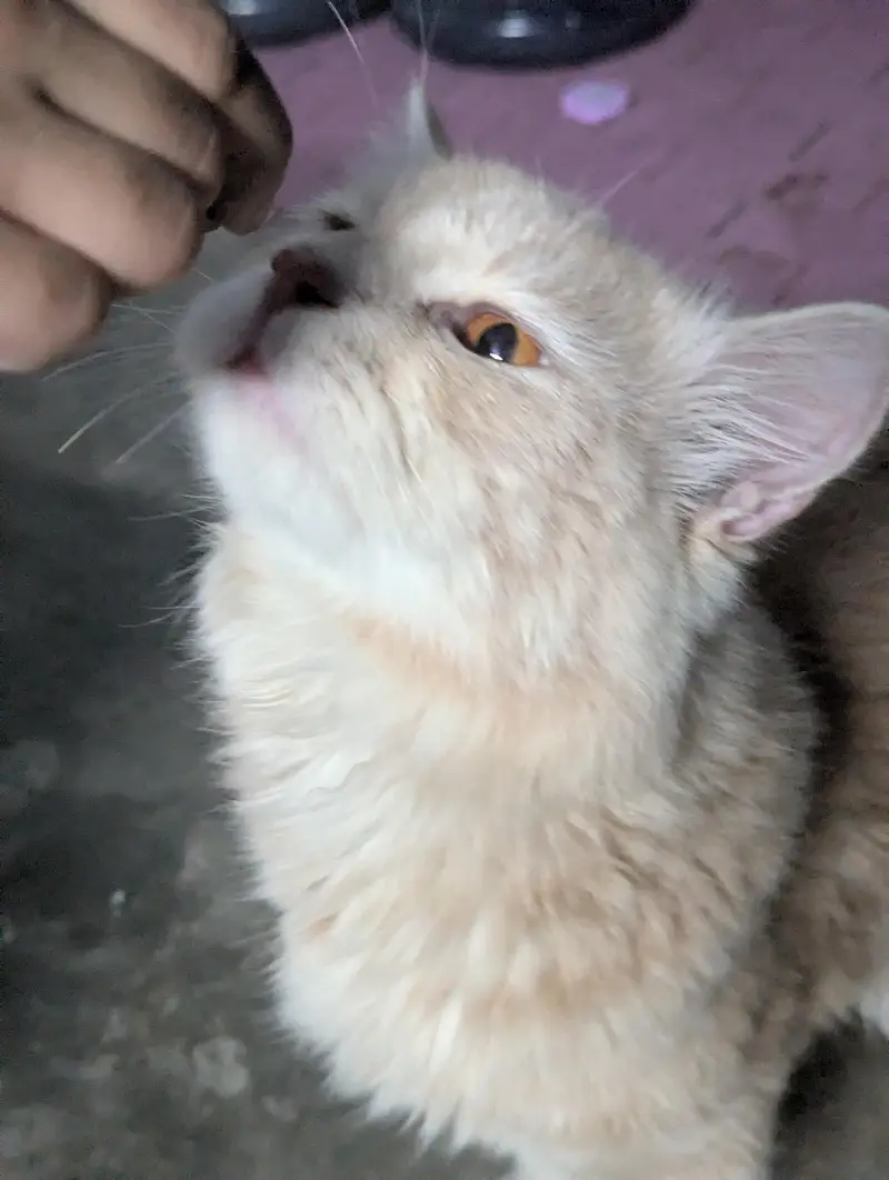 persian cat american — photo 5