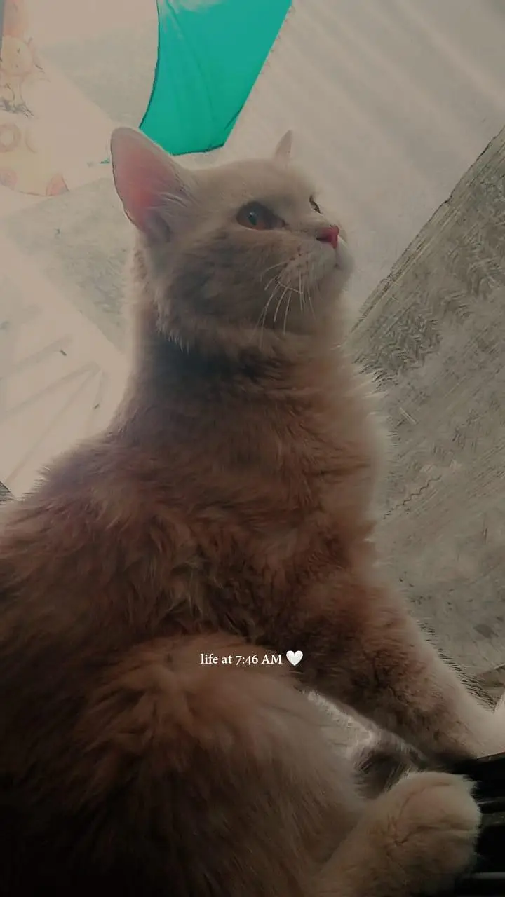 persian cat american — photo 6