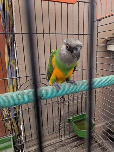 Senegal parrot hai