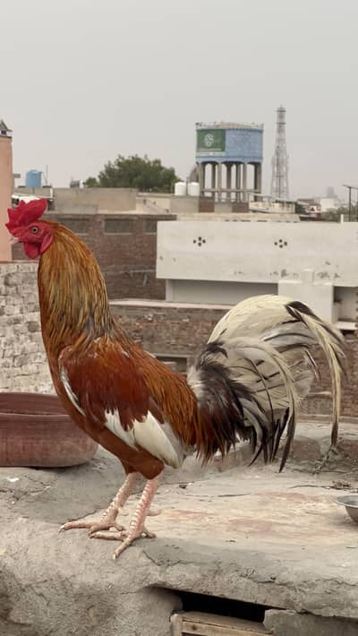 Aseel murga for sal hain urgent