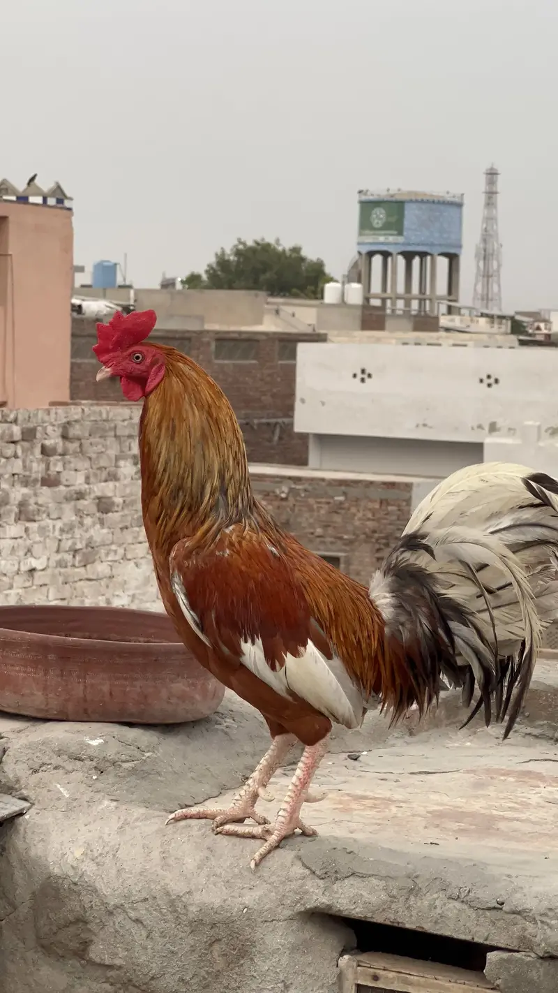 Aseel murga for sal hain urgent — photo 2