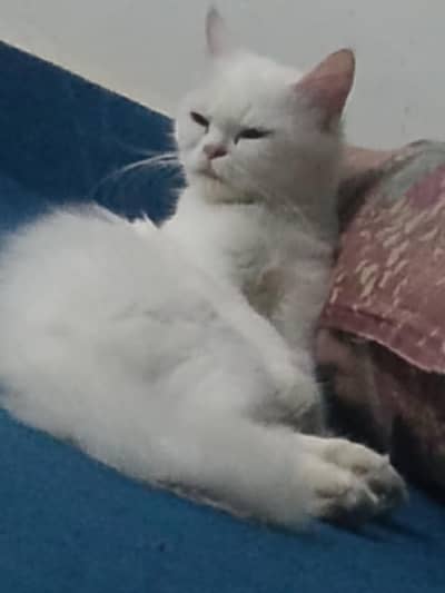friendly white cat