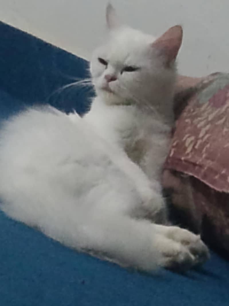friendly white cat 0