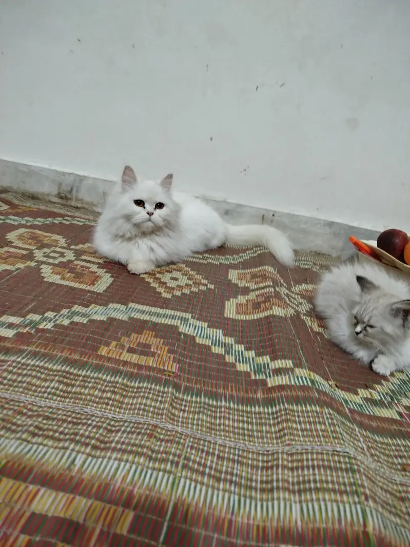 friendly white cat — photo 2