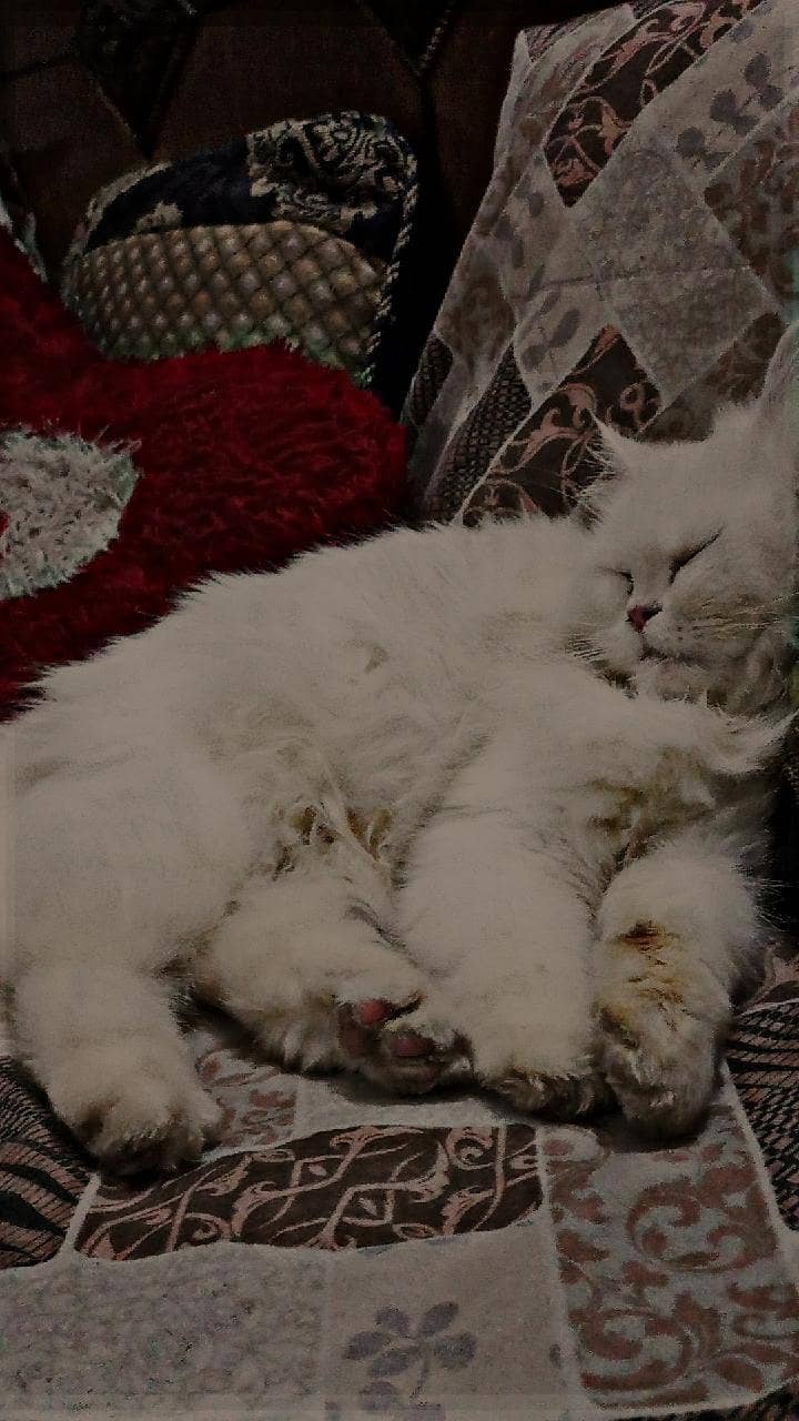 friendly white cat 2