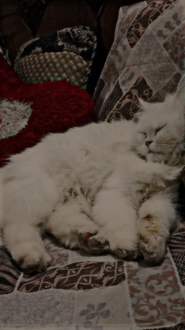 friendly white cat — photo 3