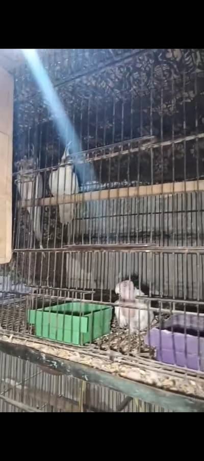 cokatail 1 pair age 3 year with cage two portion with breed box