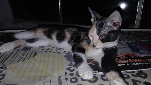 Kitten For Adoption
