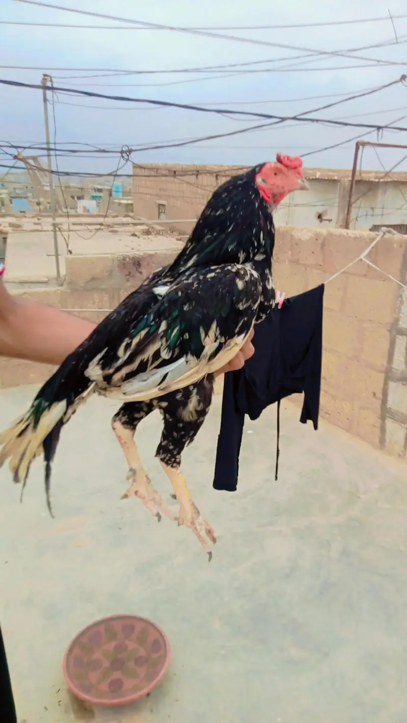 Mianwali Aseel Lasani Cross — photo 8