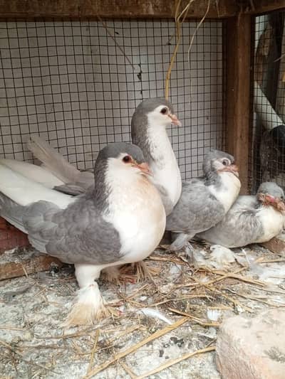 Lahore sherazi 3 breeder pair