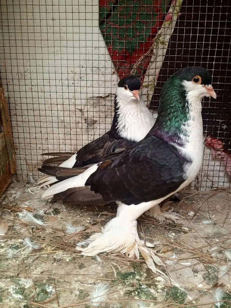 Lahore sherazi 3 breeder pair — photo 2