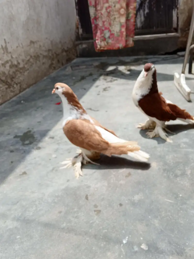 Lahore sherazi 3 breeder pair — photo 3