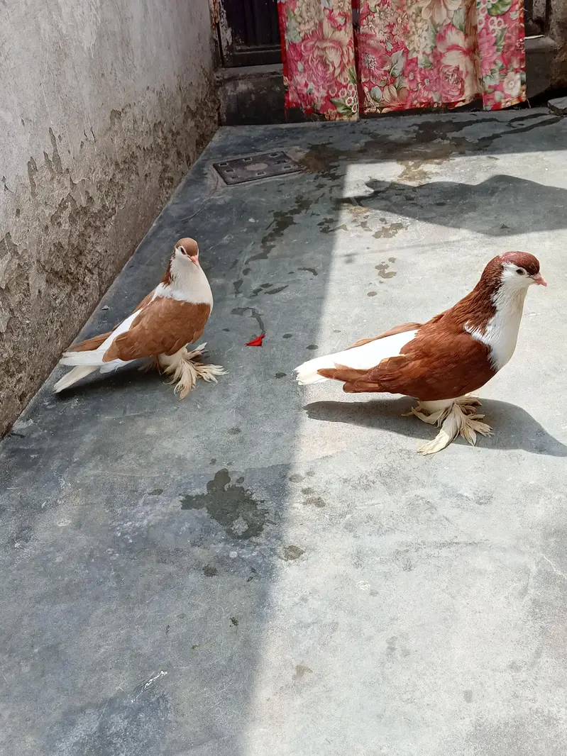 Lahore sherazi 3 breeder pair — photo 4