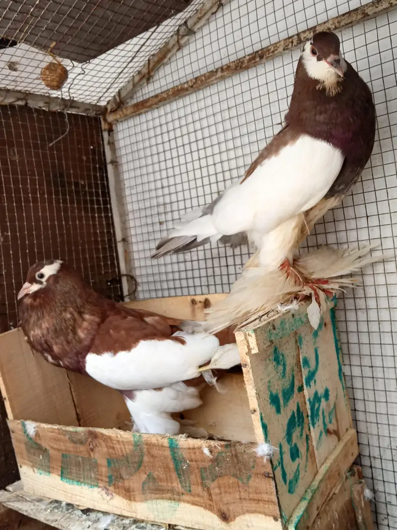 Lahore sherazi 3 breeder pair — photo 5