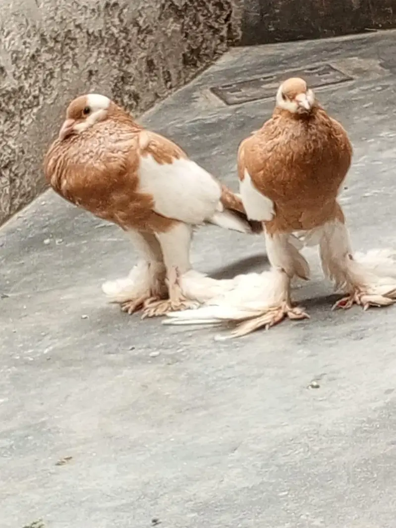 Lahore sherazi 3 breeder pair — photo 7