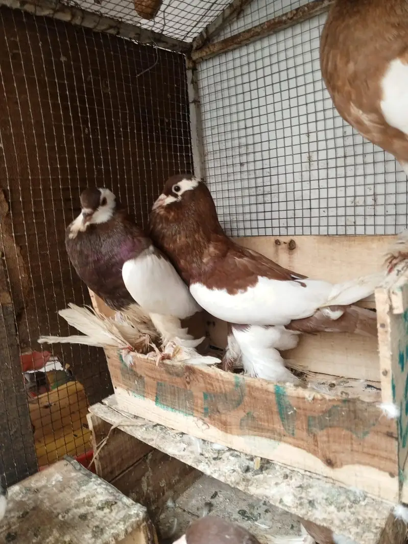 Lahore sherazi 3 breeder pair — photo 8