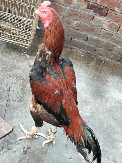 Aseel mianwali lakha breader for sale