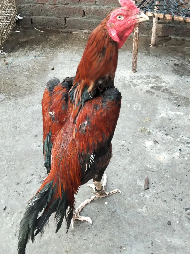 Aseel mianwali lakha breader for sale — photo 2