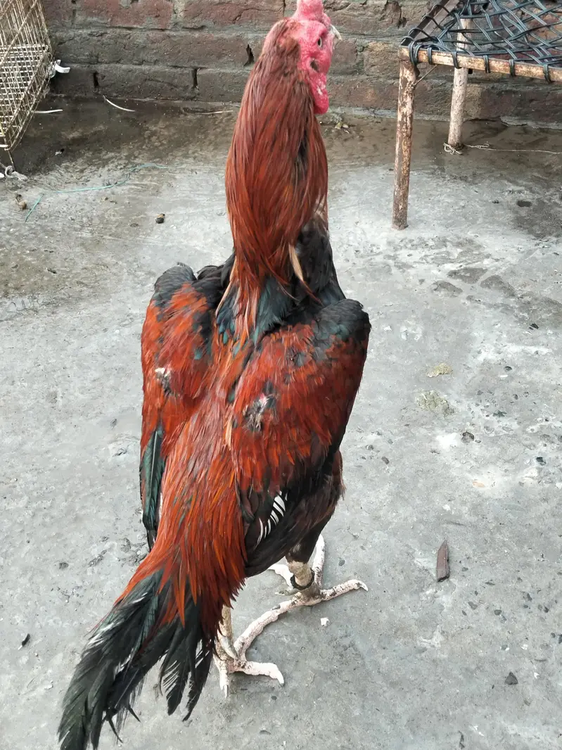 Aseel mianwali lakha breader for sale — photo 3