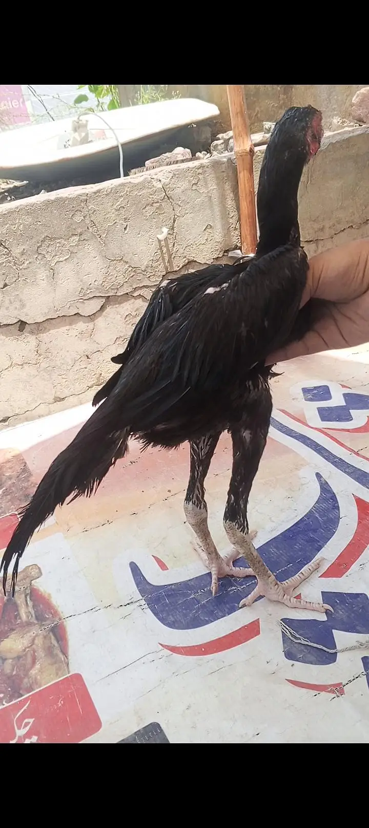 Mushka Aseel Pathay Lasani Aseel Murga Chicks Murgi Patha 03098573144 — photo 3
