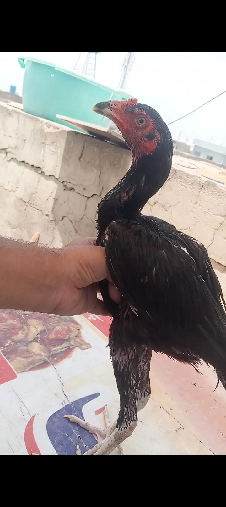 Mushka Aseel Pathay Lasani Aseel Murga Chicks Murgi Patha 03098573144 — photo 2
