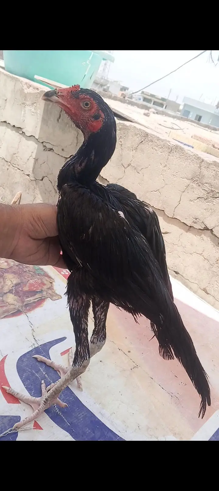 Mushka Aseel Pathay Lasani Aseel Murga Chicks Murgi Patha 03098573144 — photo 4