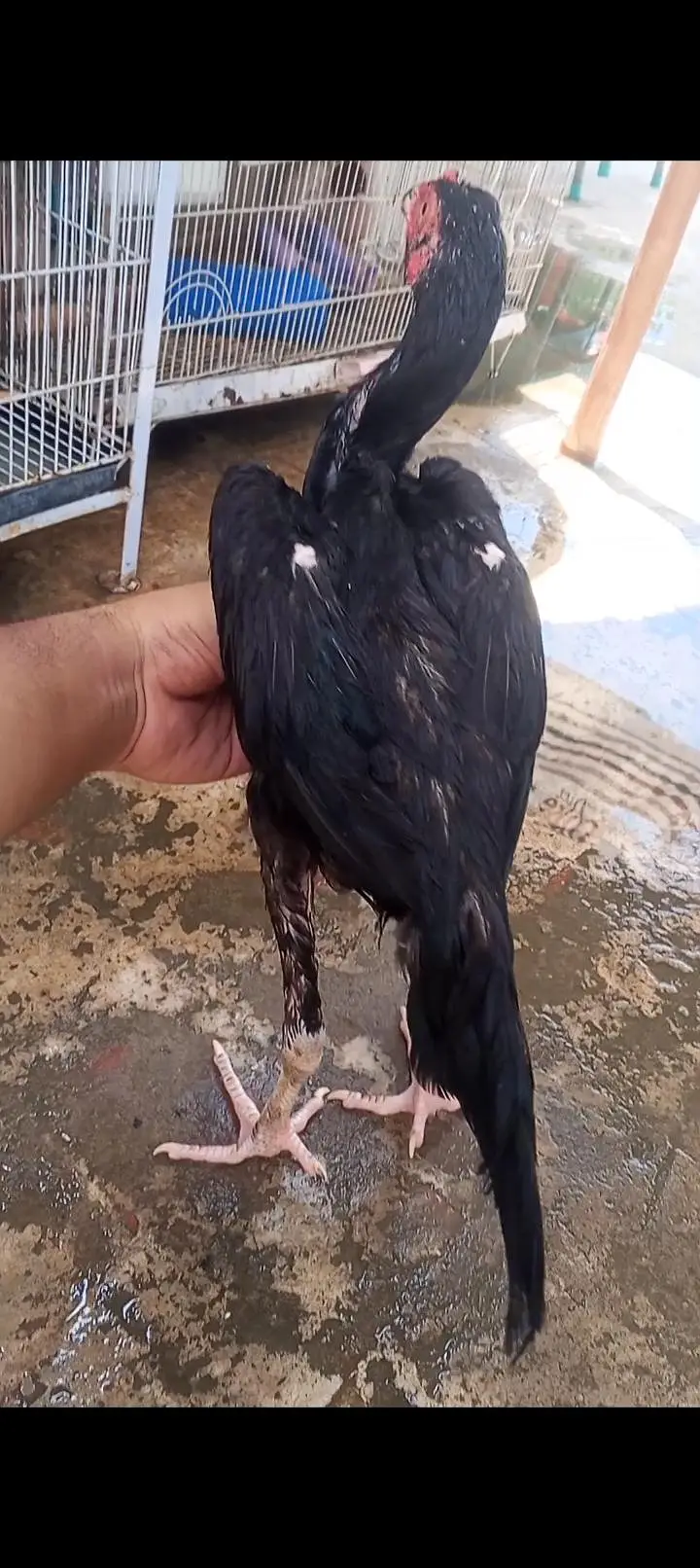 Mushka Aseel Pathay Lasani Aseel Murga Chicks Murgi Patha 03098573144 — photo 5