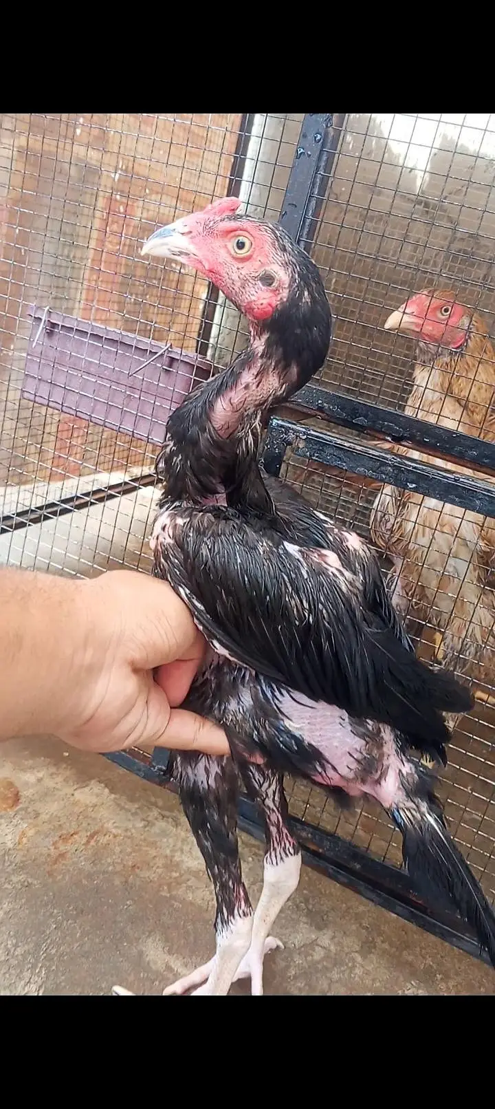 Mushka Aseel Pathay Lasani Aseel Murga Chicks Murgi Patha 03098573144 — photo 7
