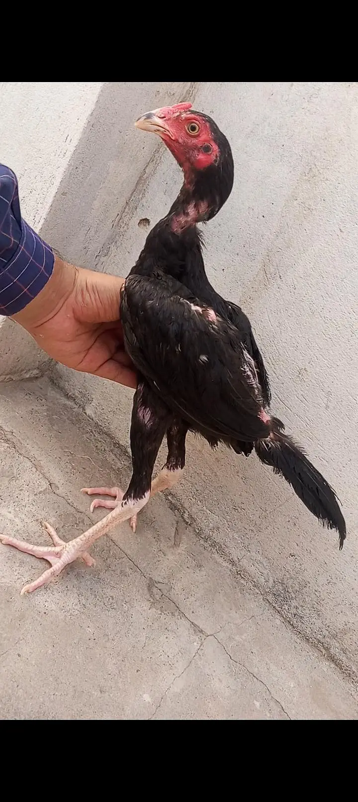 Mushka Aseel Pathay Lasani Aseel Murga Chicks Murgi Patha 03098573144 — photo 8