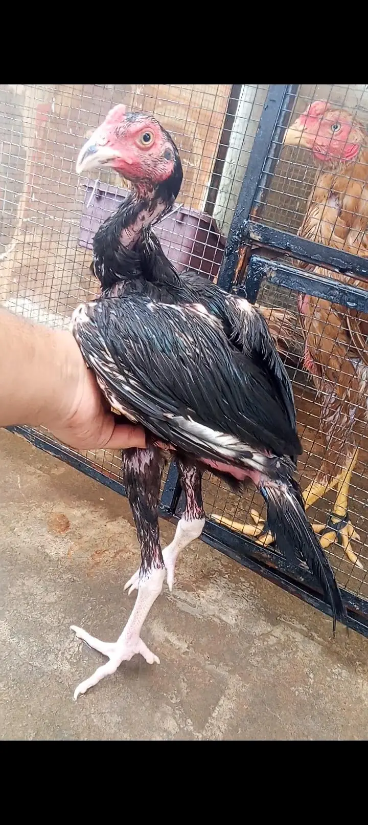 Mushka Aseel Pathay Lasani Aseel Murga Chicks Murgi Patha 03098573144 — photo 9