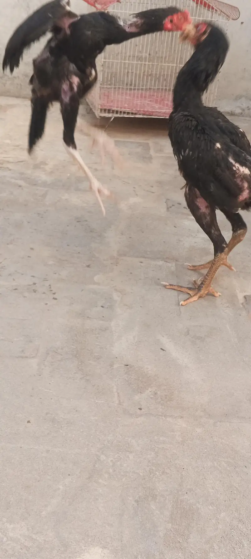 Mushka Aseel Pathay Lasani Aseel Murga Chicks Murgi Patha 03098573144 — photo 10
