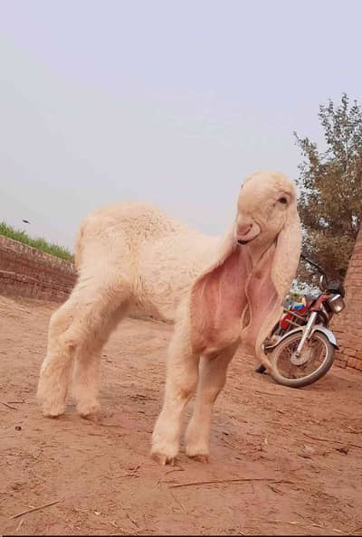 Haroon 
